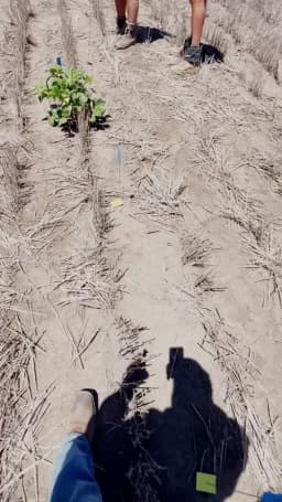 Pointing at fallow weed in field