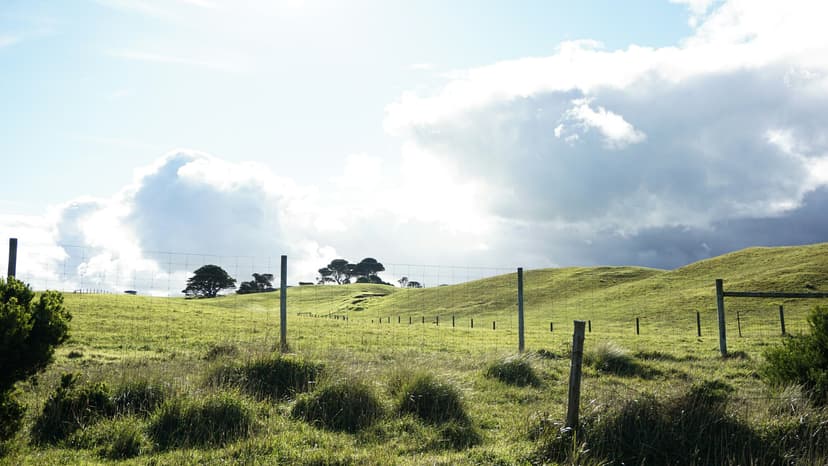 Cattle at remote water point with monitoring system