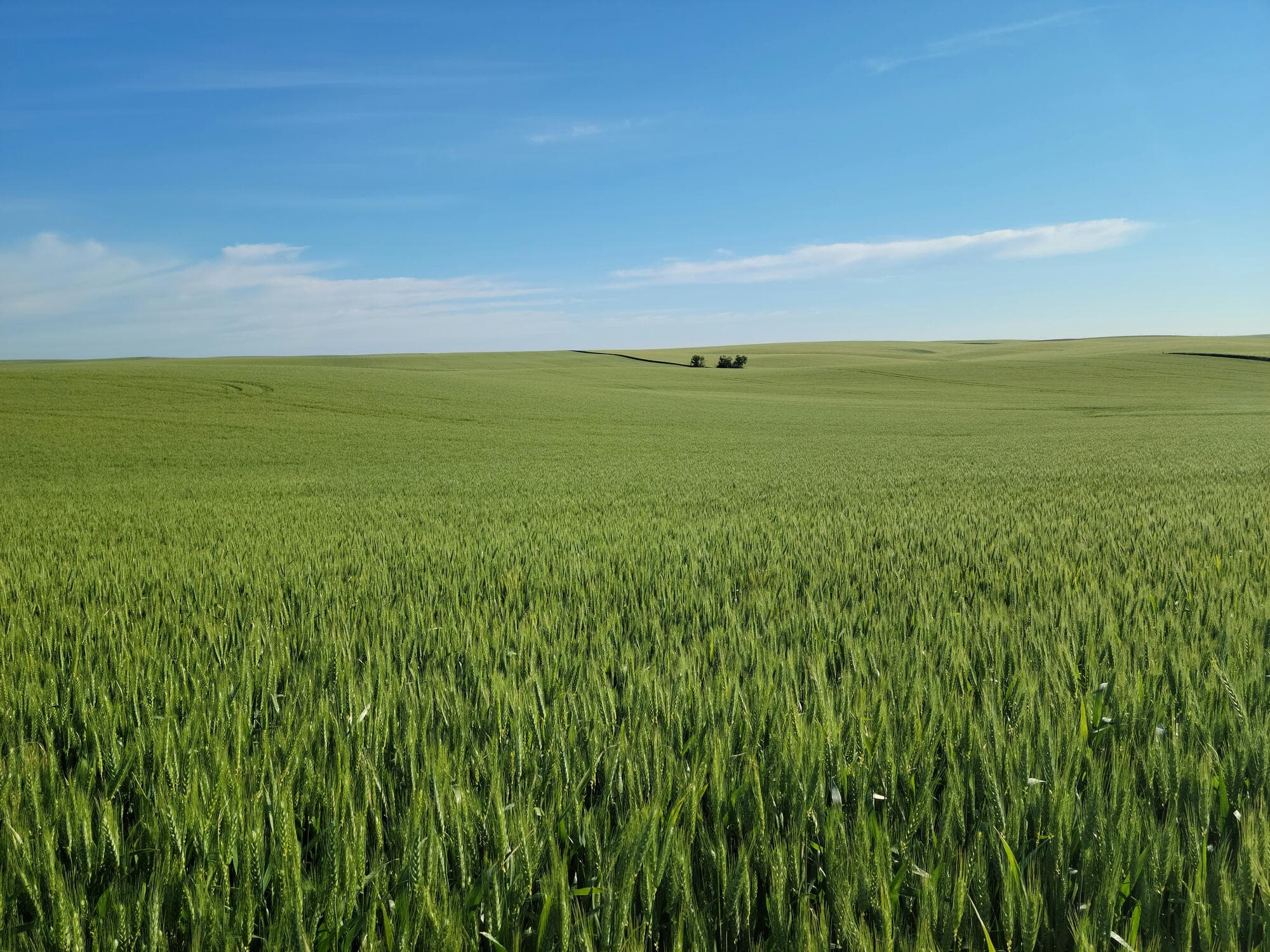 Cotton field with precision weed management