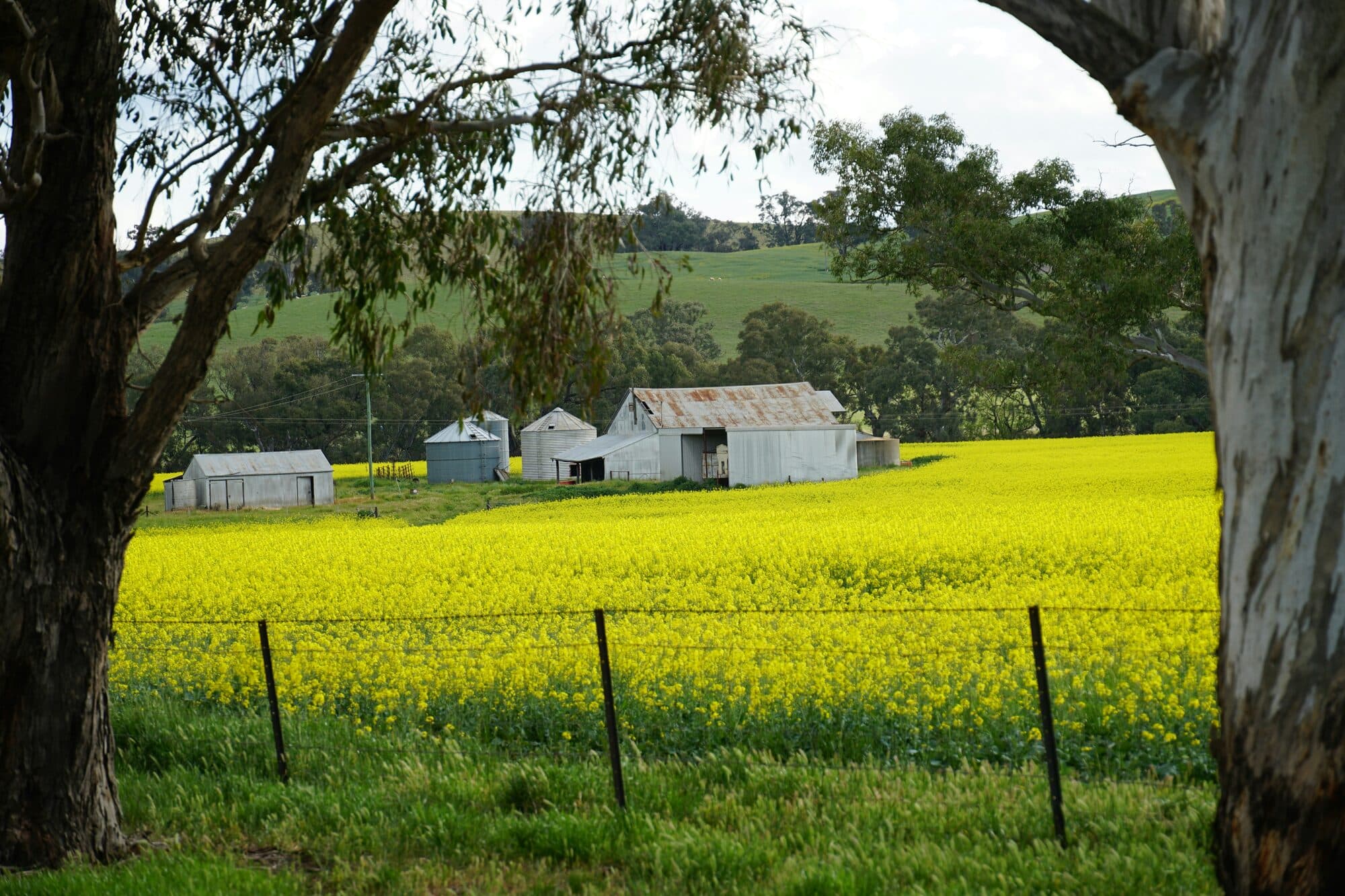 Farm shed in Canola feild