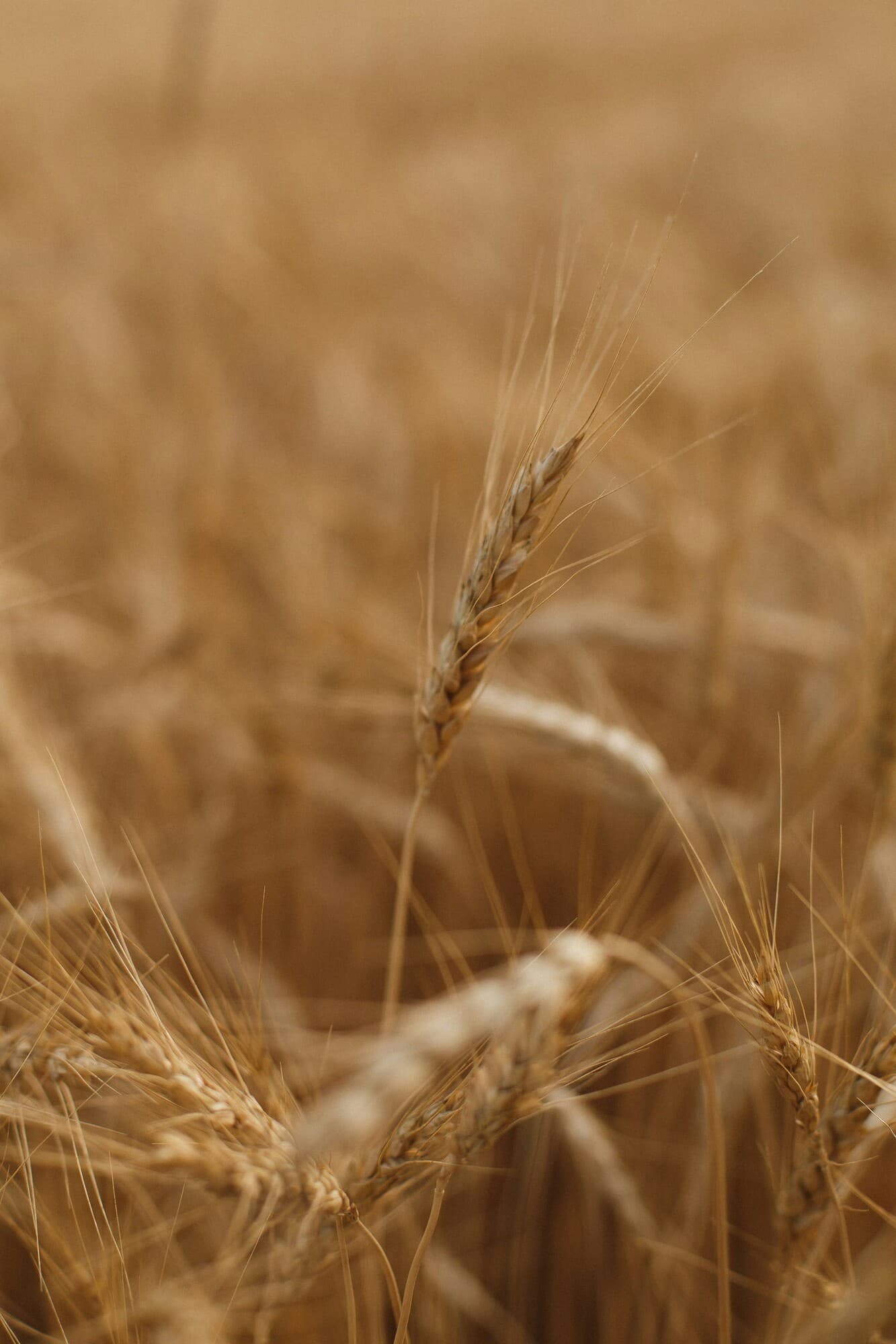 wheat